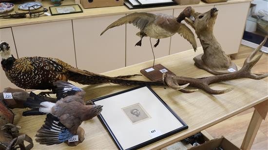 A taxidermic jay, a six point stag antler and a taxidermic pheasant height 22cm